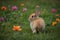 Bunny hopping through a field of vibrant green grass