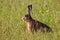 Bunny Lepus europaeus on the field just after snack. His tongue is sticked out.