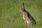 Bunny Lepus europaeus is standing in the grass on the field.