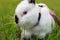 Bunny lurking in grass   afraid of a predator white little