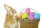 bunny with polka dot Easter eggs