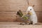 Bunny rabbit with asparagus shopping basket