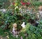 A bunny rabbit and a ceramic doll hiding in a garden surrounding by beautiful flowers and green plants