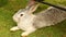 Bunny rabbit eating in the cage