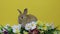 Bunny rabbit on the flowers.