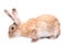 Bunny rabbit isolated red on white background sits