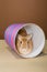 Bunny rabbit posing in a tube in a studio against a cream and brown setting