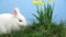 Bunny rabbit sniffing around the grass with yellow daffodils