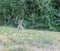 Bunny rabbit on top of grassy hill