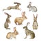 Bunny and rabbit watercolor set. Hand drawn bunnies and rabbits in different poses. Jump, sit, stand hare illustration