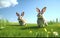 Bunny rabbits running in a green field on a sunny day,