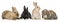 Bunny rabbits sitting in front of white background