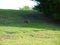 Bunny Stays Cool in Shade on a Hillside