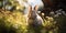 Bunny in a sunlit meadow