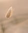 Bunny Tail in natural light.Blurry and soft background