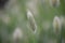 Bunny tails grass Lagurus ovatus a fluffy panicle