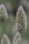 Bunny tails grass Lagurus ovatus with fluffy panicle close-up