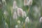 Bunny tails grass Lagurus ovatus with fluffy panicles