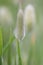 Bunny tails grass Lagurus ovatus fluffy panicles