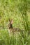 Bunny in Tall Grass