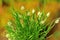 Bunnytail grass clump (Lagurus ovatus)
