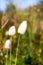 Bunnytail grass Lagurus ovatus