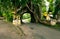 Bunut Bolong: Ficus Tree Tunnel At West Off-Beaten Track