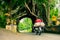 Bunut Bolong: Ficus Tree Tunnel At West Off-Beaten Track