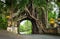 Bunut Bolong: Ficus Tree Tunnel At West Off-Beaten Track