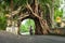 Bunut Bolong: Ficus Tree Tunnel At West Off-Beaten Track