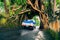 Bunut Bolong: Ficus Tree Tunnel At West Off-Beaten Track