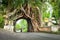 Bunut Bolong, Great huge tropical nature live green Ficus tree with tunnel arch of interwoven tree roots at the base for walking