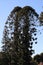 Bunya Bunya Pine Tree - Araucaria Bidwillii