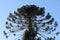 Bunya Bunya Pine Tree - Araucaria Bidwillii