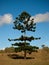 Bunya pine tree