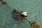 Buoy with seaweed used for mooring