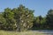 Buoy Tree on the Beach, Flax Pond, Long Island, NY