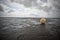 Buoy in the Wadden Sea