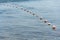 Buoys on fish net floating on surface of water