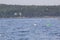 Buoys floating on Frenchman bay with island trees in the background