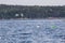 Buoys floating on Frenchman bay with island trees in the background