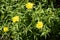 Buphthalmum salicifolium with yellow flowers