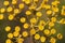 Bupleurum fruticosum Shrubby Hare`s Ear mountain bush with pretty yellow flower umbels