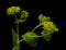 Bupleurum rotundifolium, hare`s ear or hound`s ear plant branch