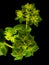 Bupleurum rotundifolium, hare`s ear or hound`s ear plant branch