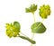 Bupleurum rotundifolium, hare`s ear or hound`s ear plant branch isolated