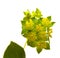 Bupleurum rotundifolium, hare`s ear or hound`s ear plant branch isolated