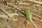 Buprestidae beetle with yellow spots sitting on desert tree , Coleoptera