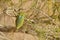 Buprestidae beetle with yellow spots sitting on desert tree , Coleoptera