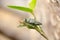 Buprestidae insect on tree with  natural background